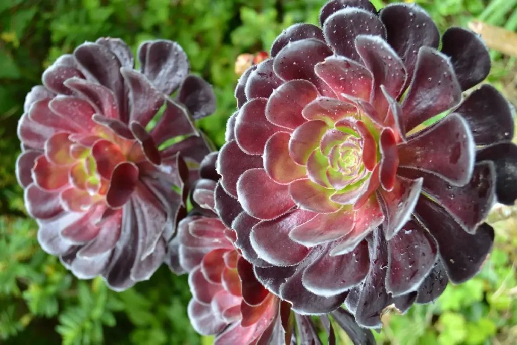 3 Aeonium Arboreum