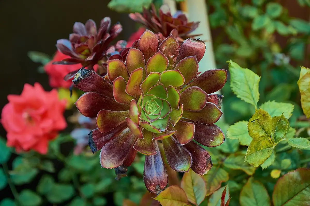 Aeonium Arboreum com rosas no fundo