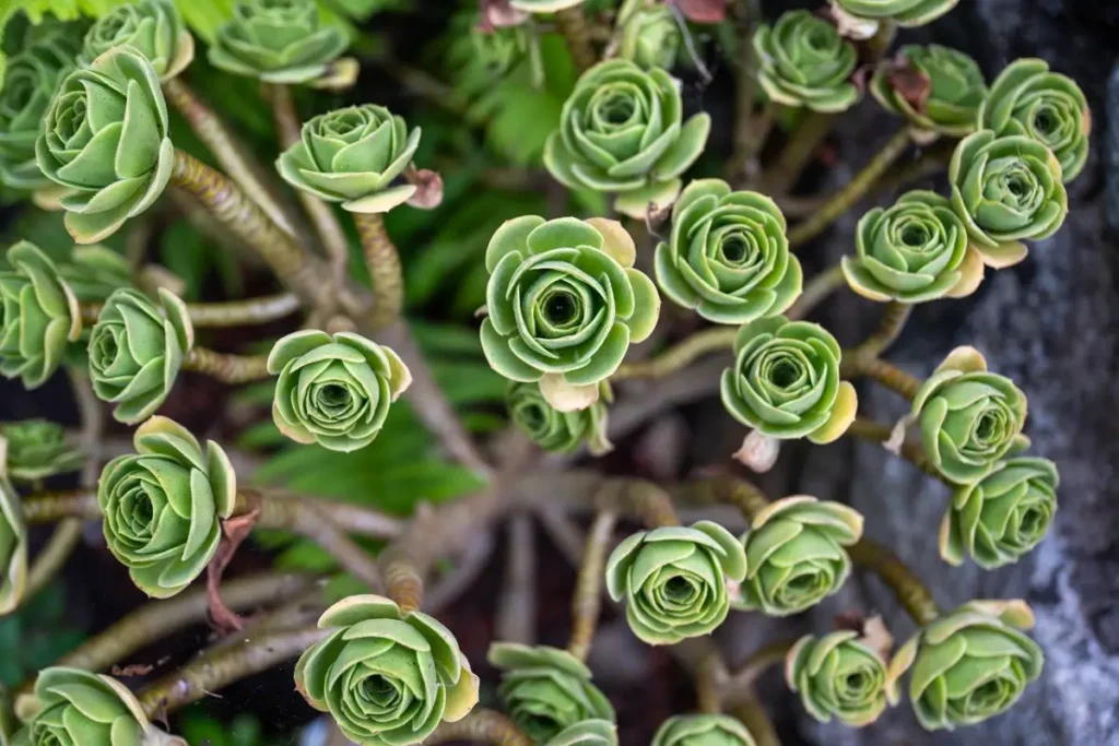 Aeonium Arboreum em ramos pequenos