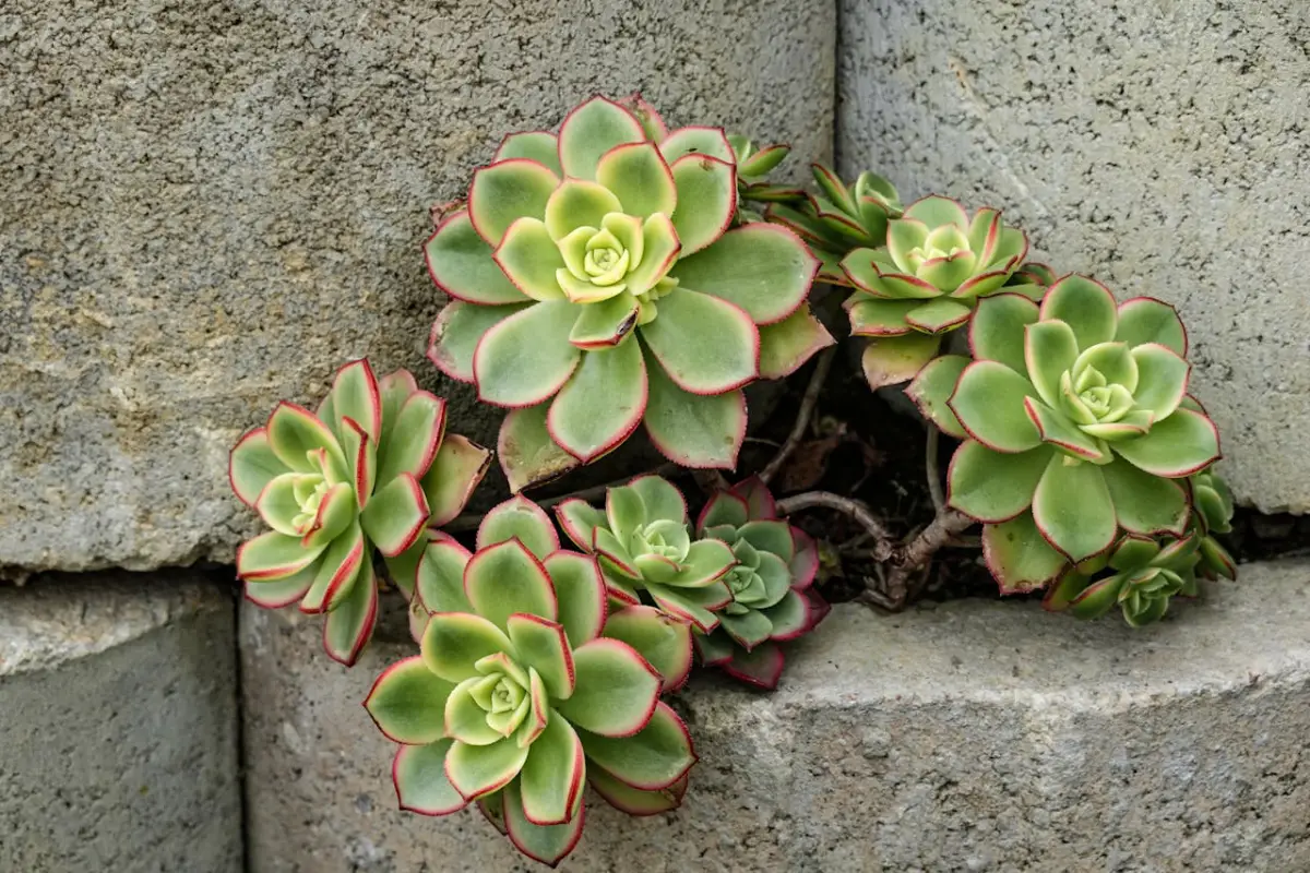 Aeonium Arboreum no meio das pedras