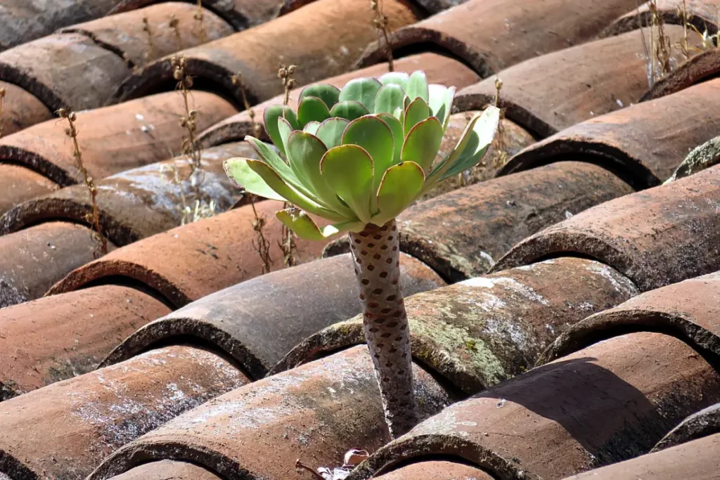 Aeonium Arboreum no telhado