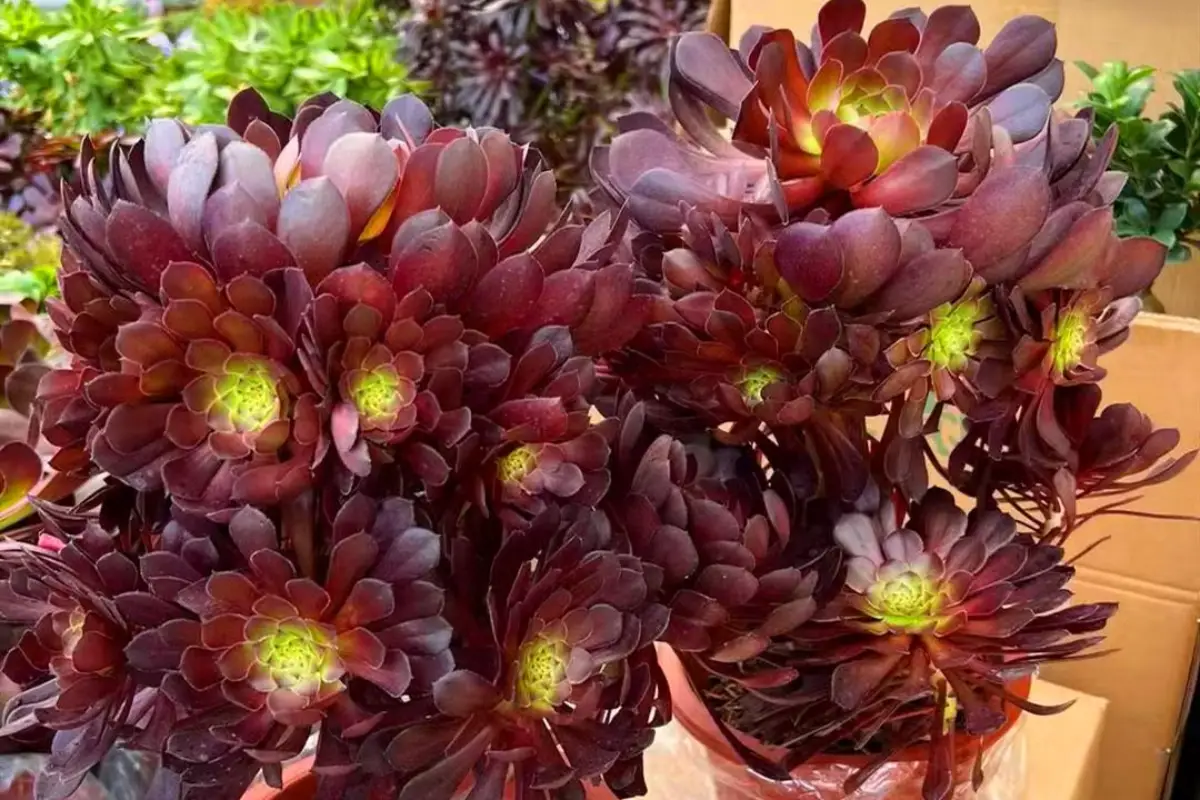 Aeonium Arboreum roxa