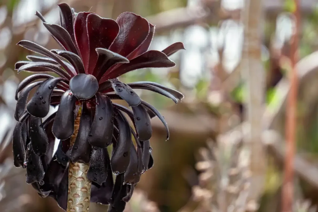 Aeonium Arboreum roxo escura