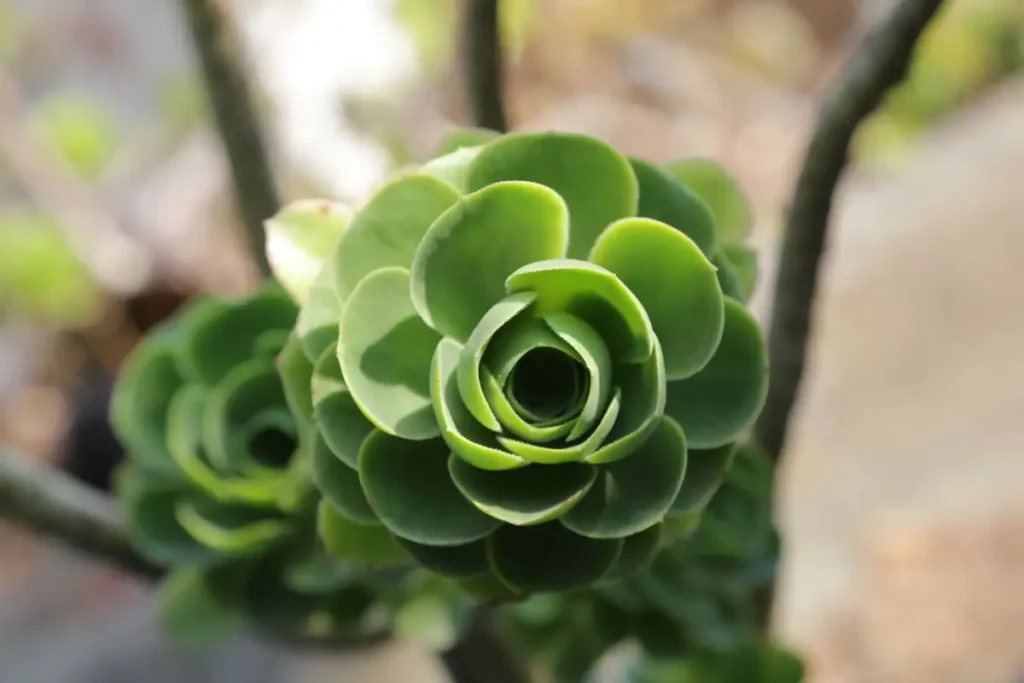 Aeonium Arboreum verde