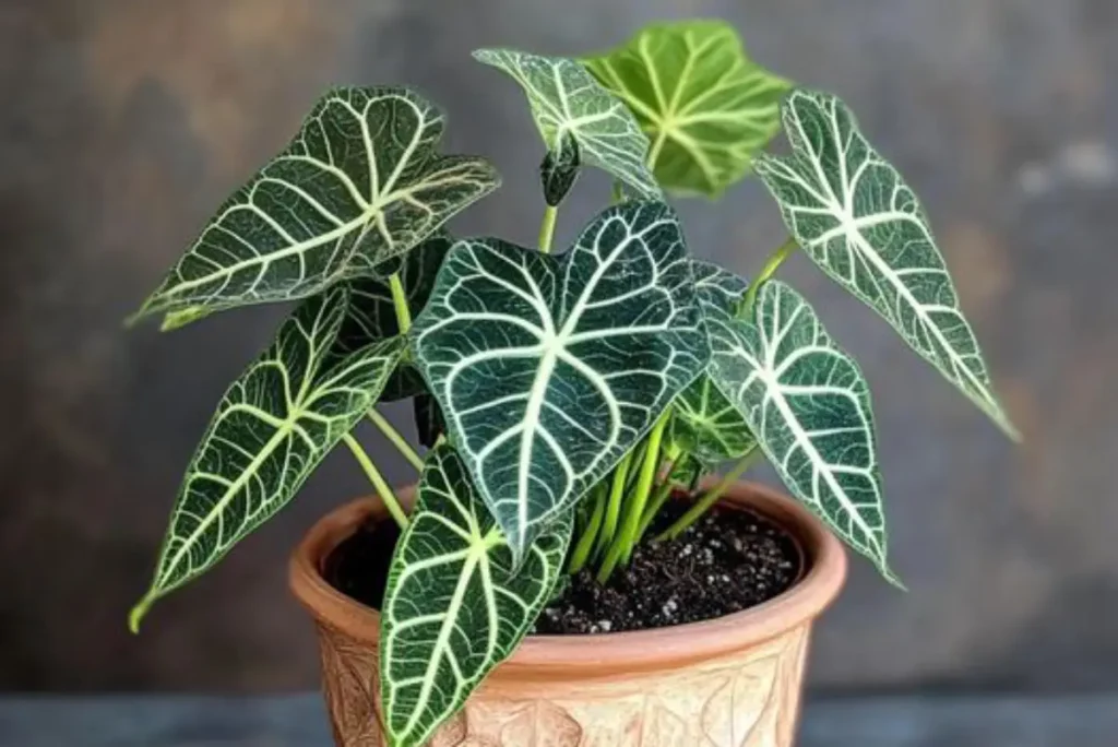 Alocasia Amazonica