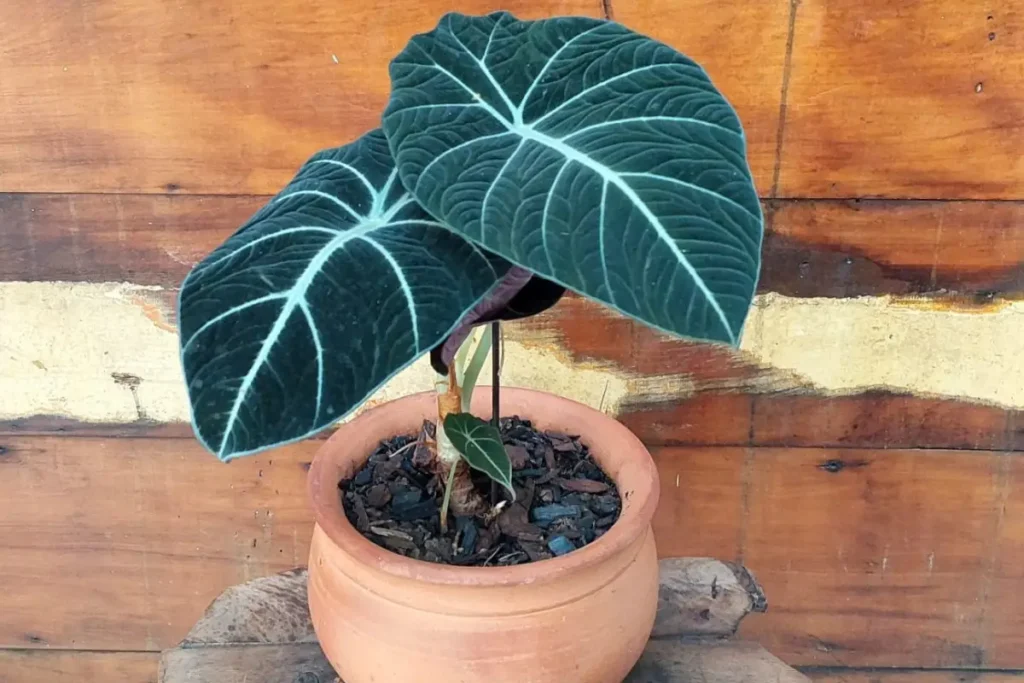 Alocasia Black Velvet em vaso de barro