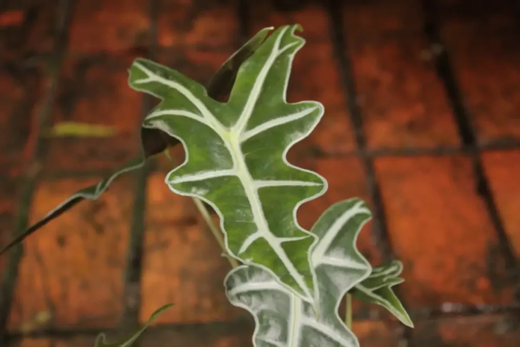 Alocasia Sanderiana