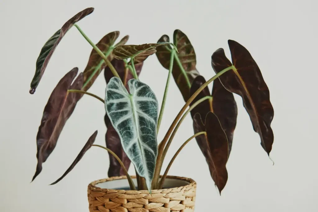 Alocasia decorativa