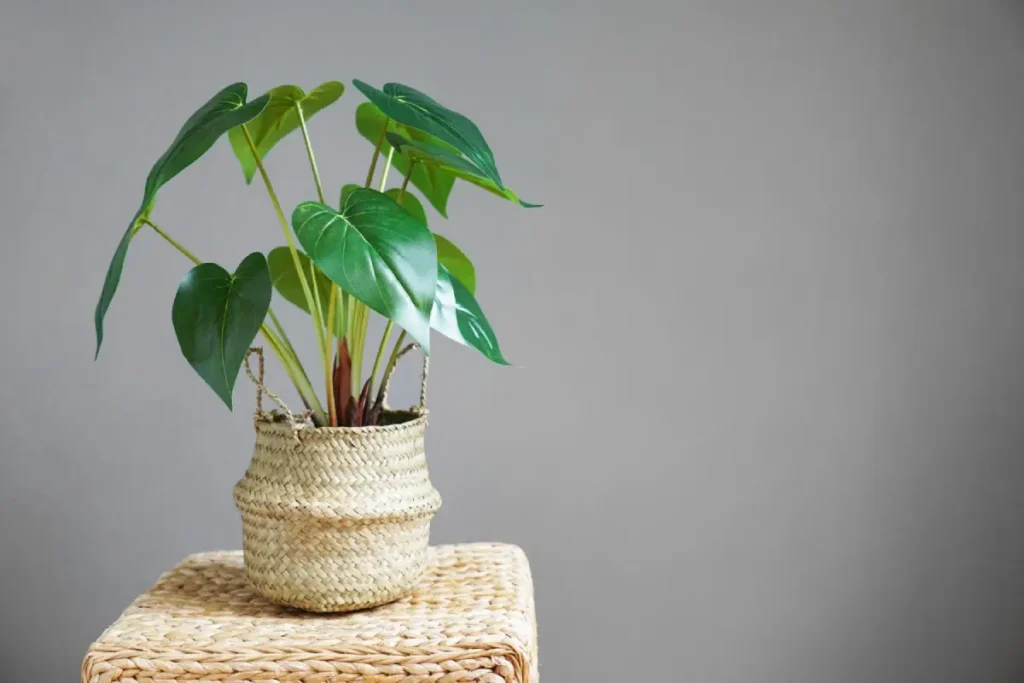 Alocasia em vaso de fibra