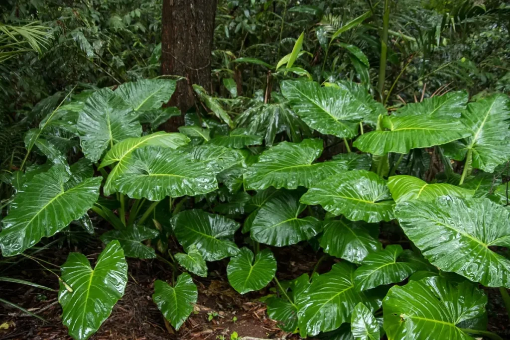 Alocasia na natureza