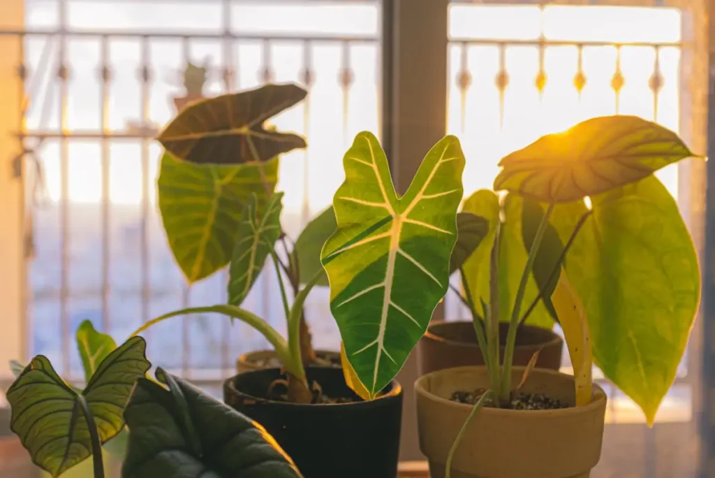 Alocasia tomando um sol ao lado da janela