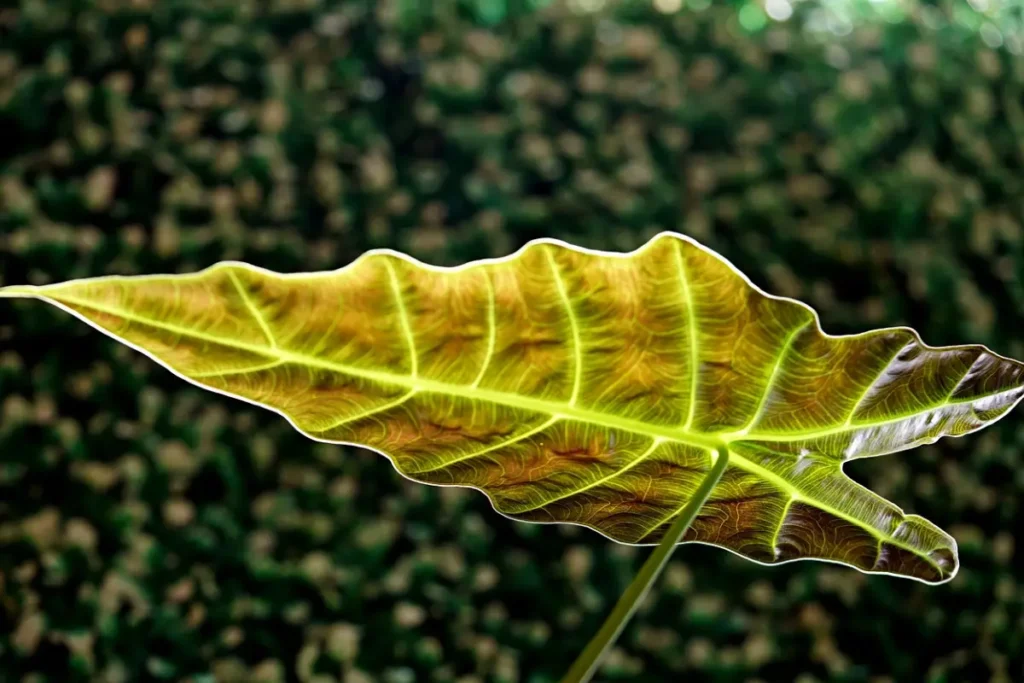 Alocasia zoom