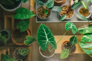 Alocasias em vasos pequenos