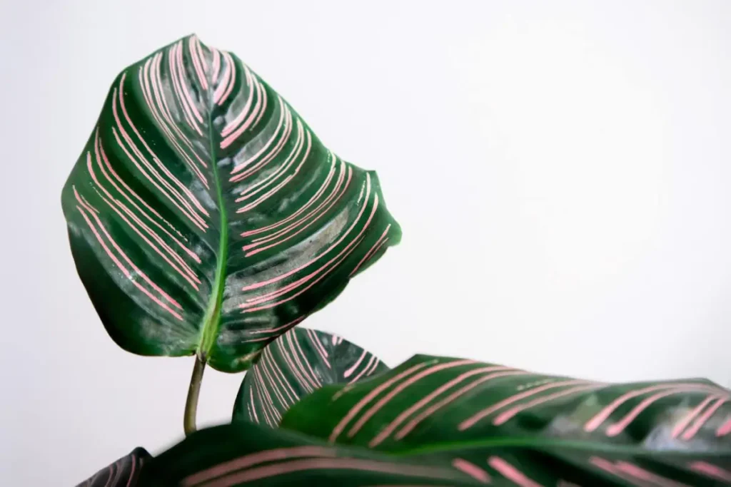 Calathea Orbifolia com detalhes rosa