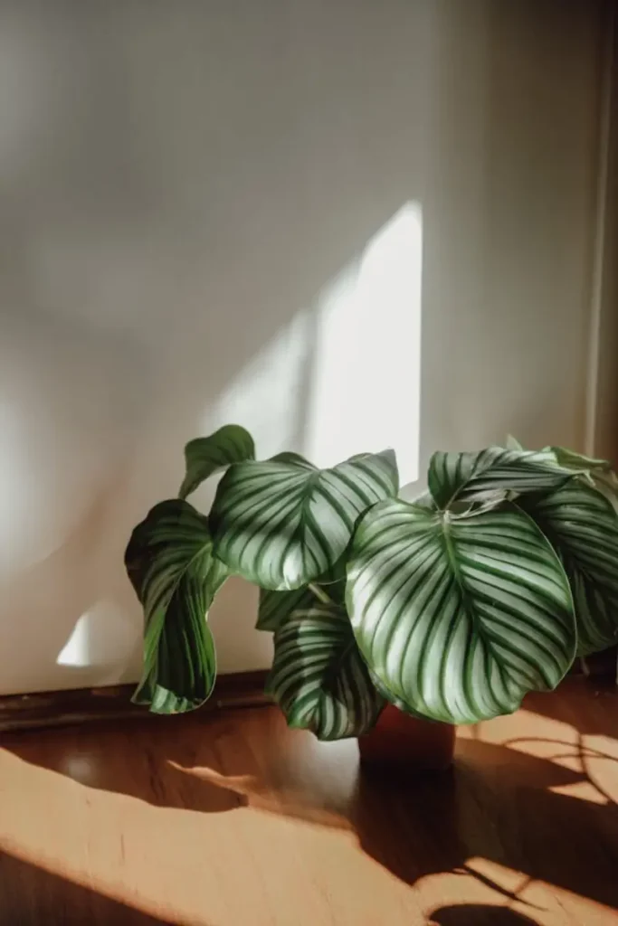 Calathea Orbifolia tomando sol