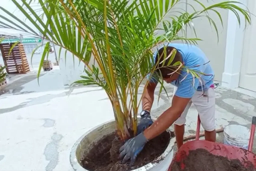 Como cuidar da sua palmeira areca bambu