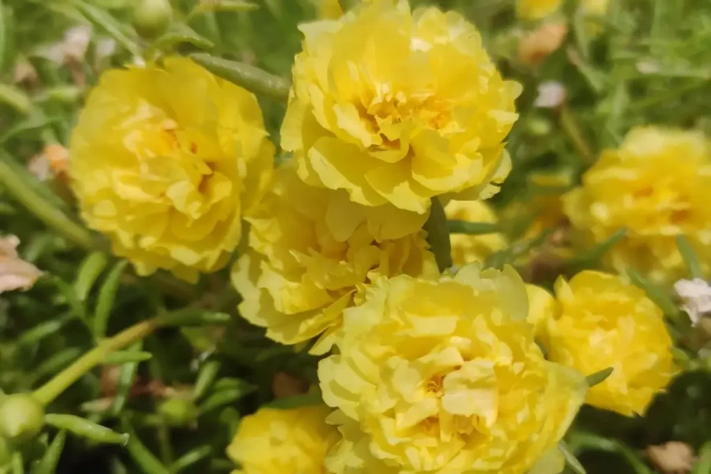 FLOR ONZE-HORAS AMARELA