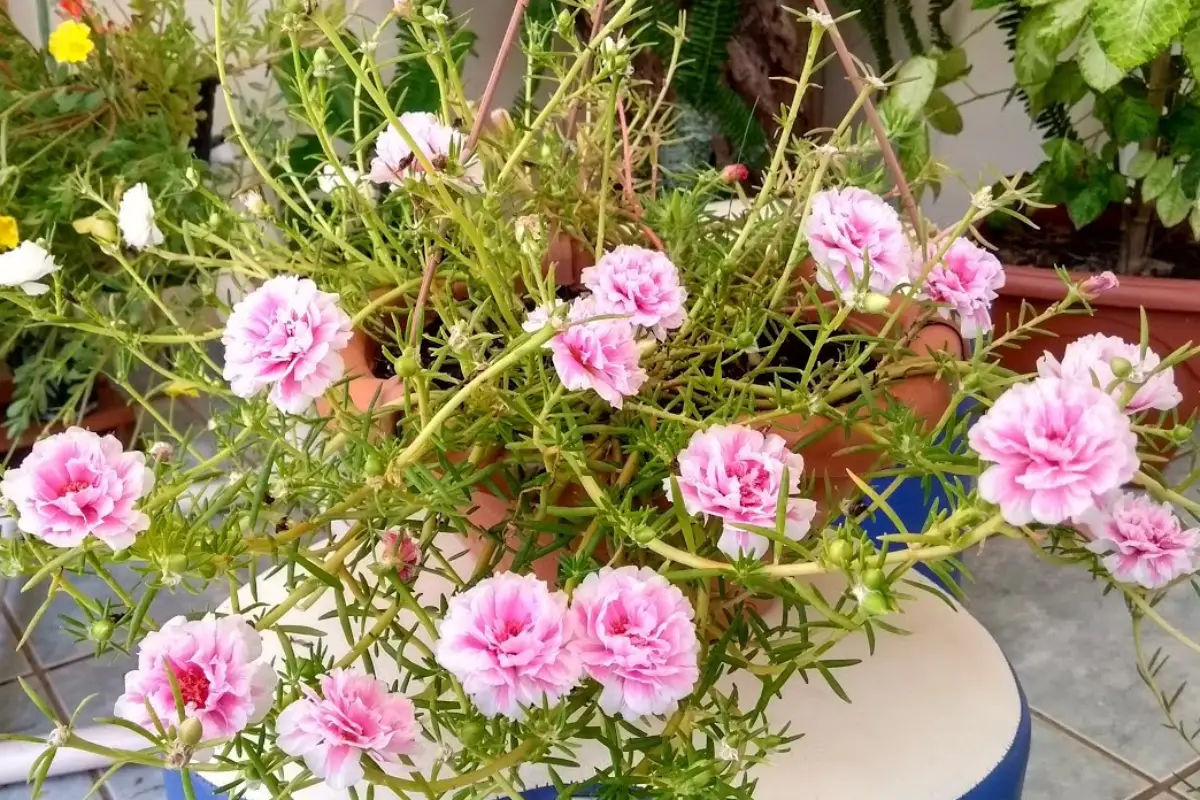 FLOR ONZE-HORAS EM VASO DE BARRO