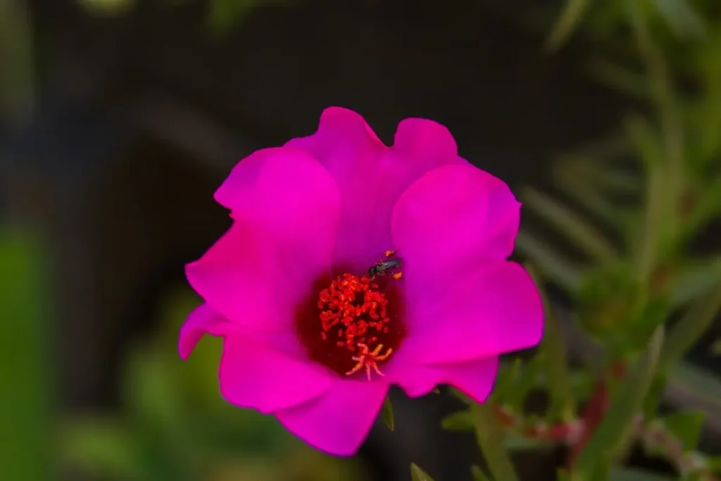 FLOR ONZE-HORAS ROSA PINK ZOOM