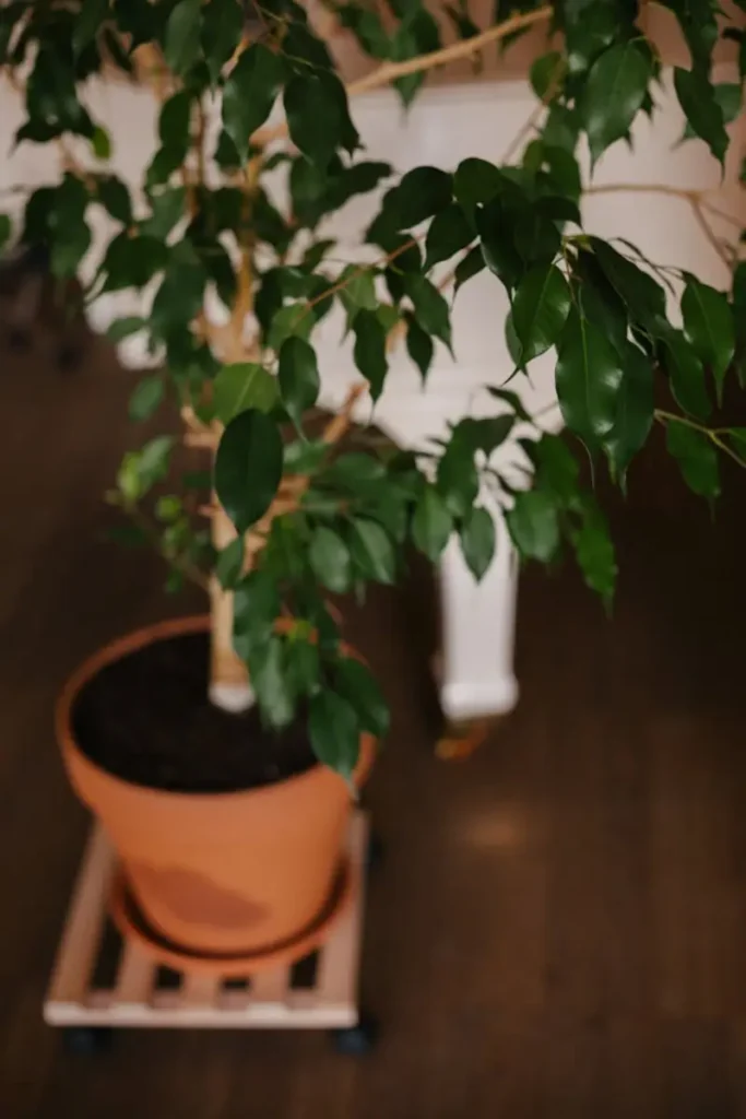 Ficus Benjamina em vaso de barro dentro de casa