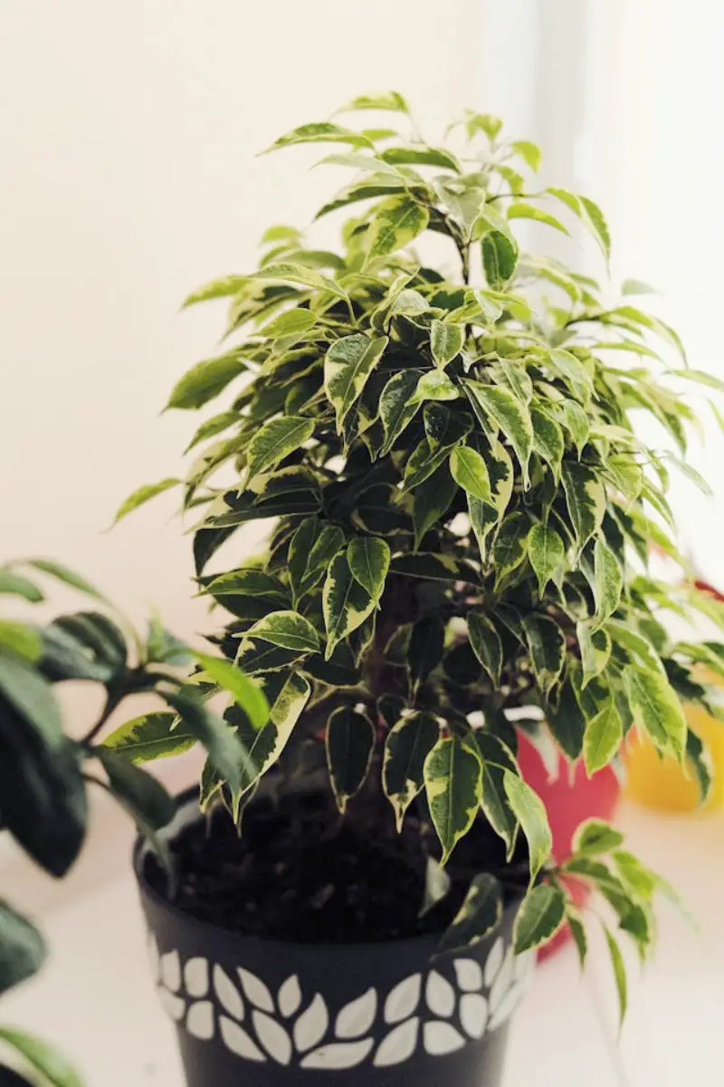 Ficus Benjamina variegata em vaso estiloso