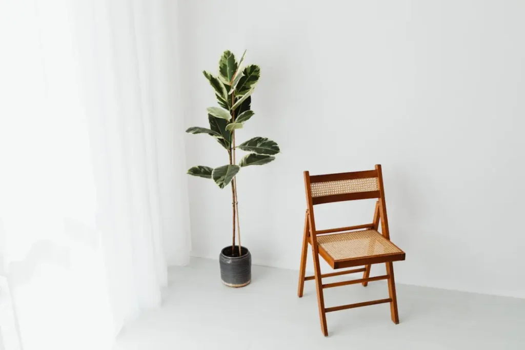 Ficus Lyrata e um banco em uma sala