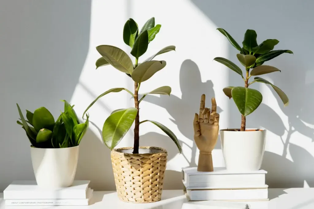 Ficus Lyrata em sala branca minimalista