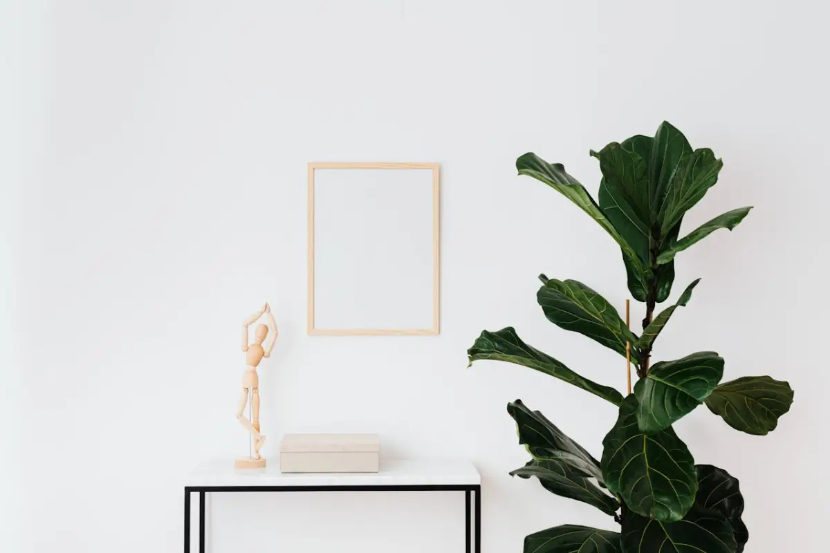 Ficus Lyrata em sala minimalista