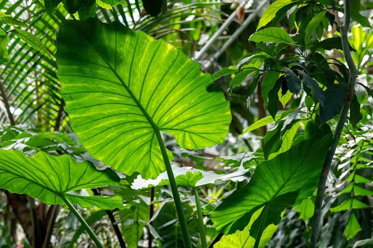 Planta Orelha-de-Elefante