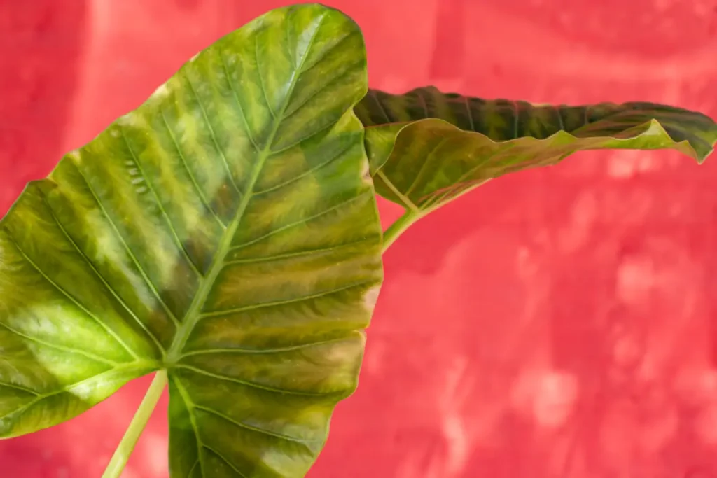 Planta Orelha-de-Elefante em fundo vermelho