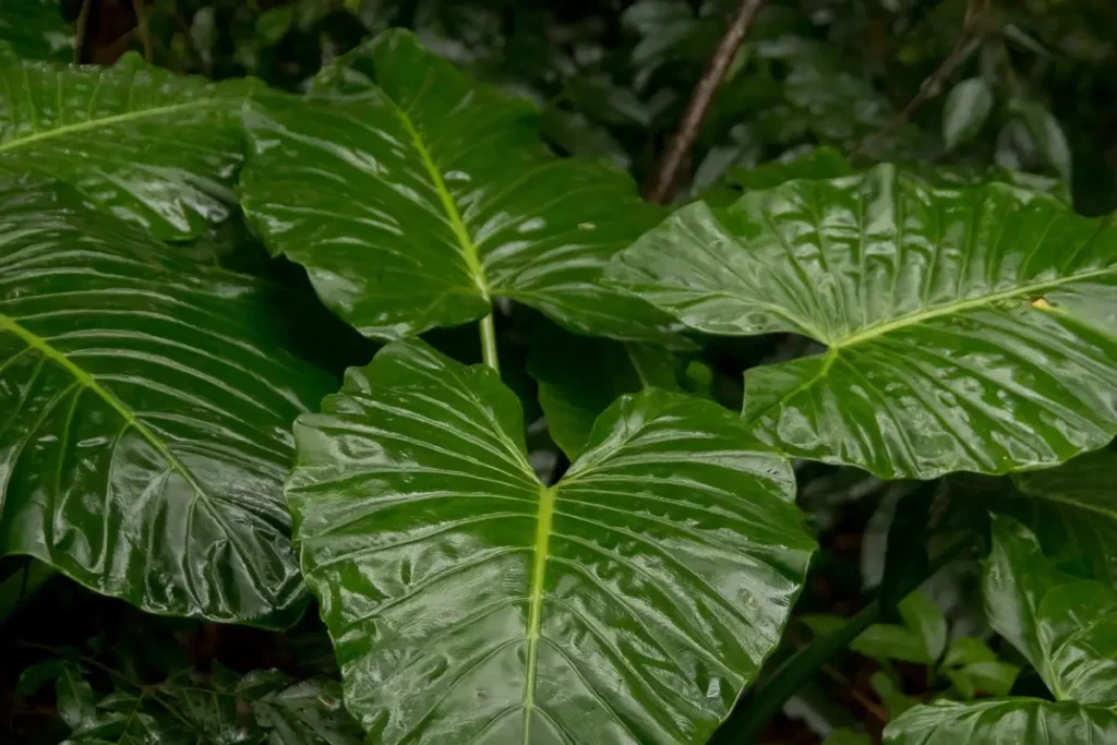 Planta Orelha-de-Elefante molhada