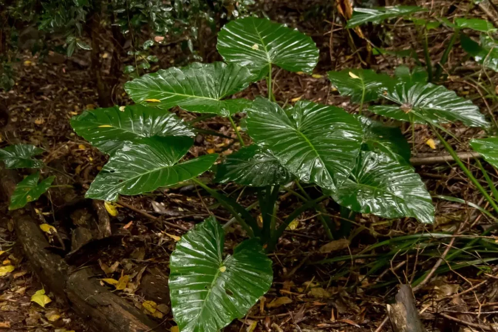 Planta Orelha-de-Elefante natural molhada