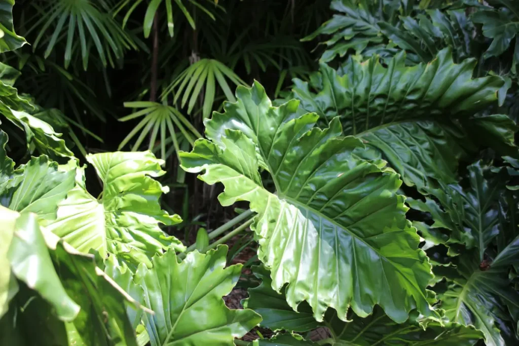 Planta Orelha-de-Elefante no jardim externo