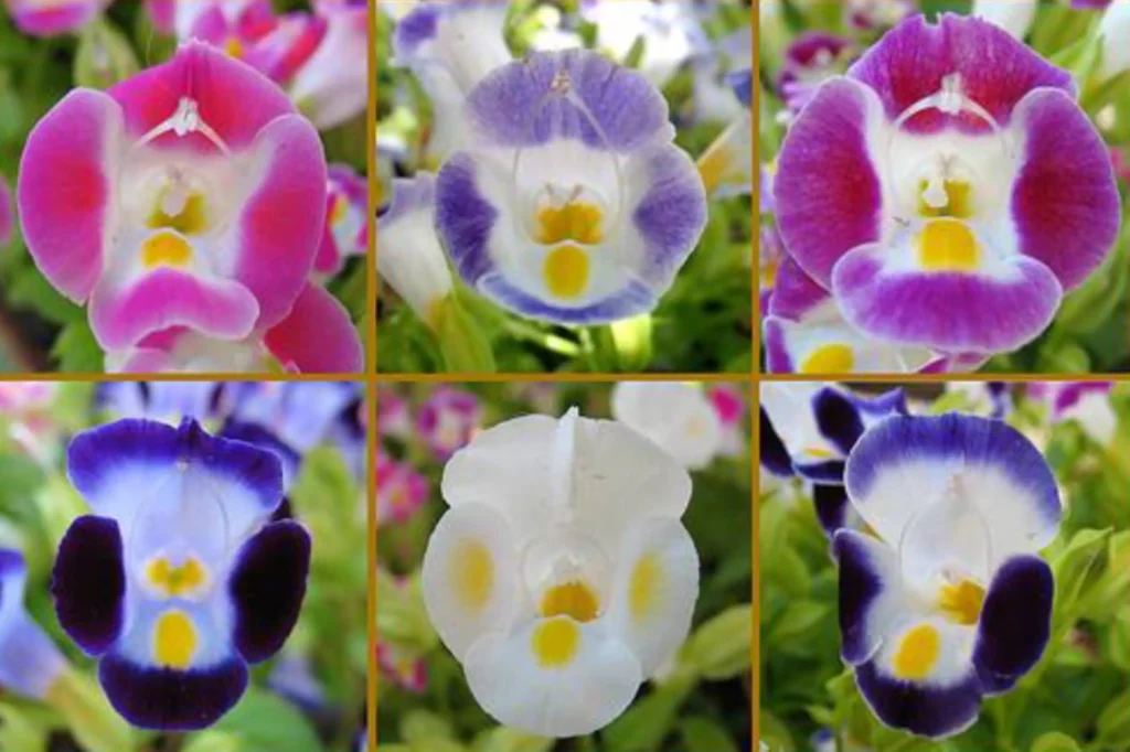 Tipos de Torenia