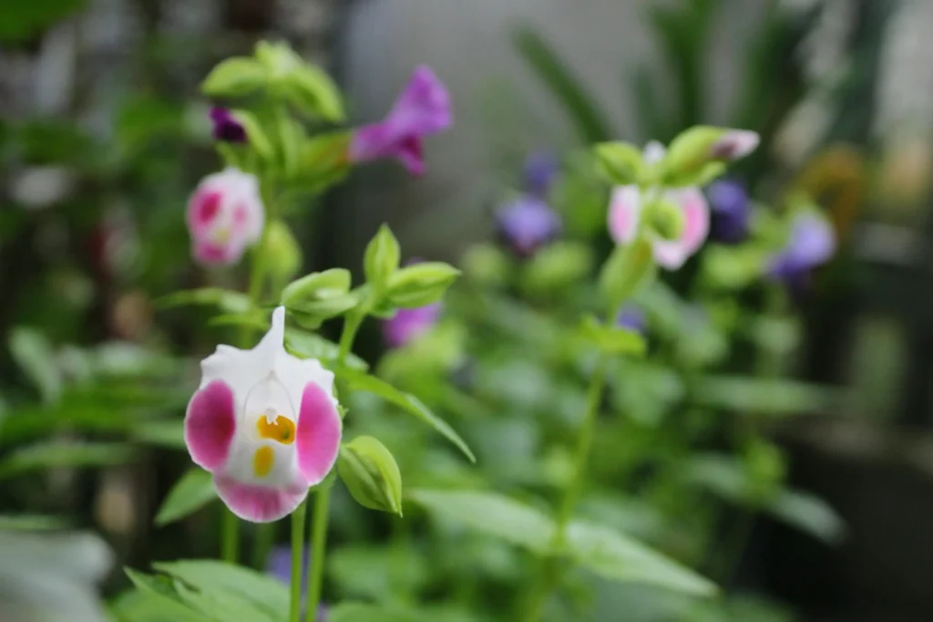 Torenia branca e rosa