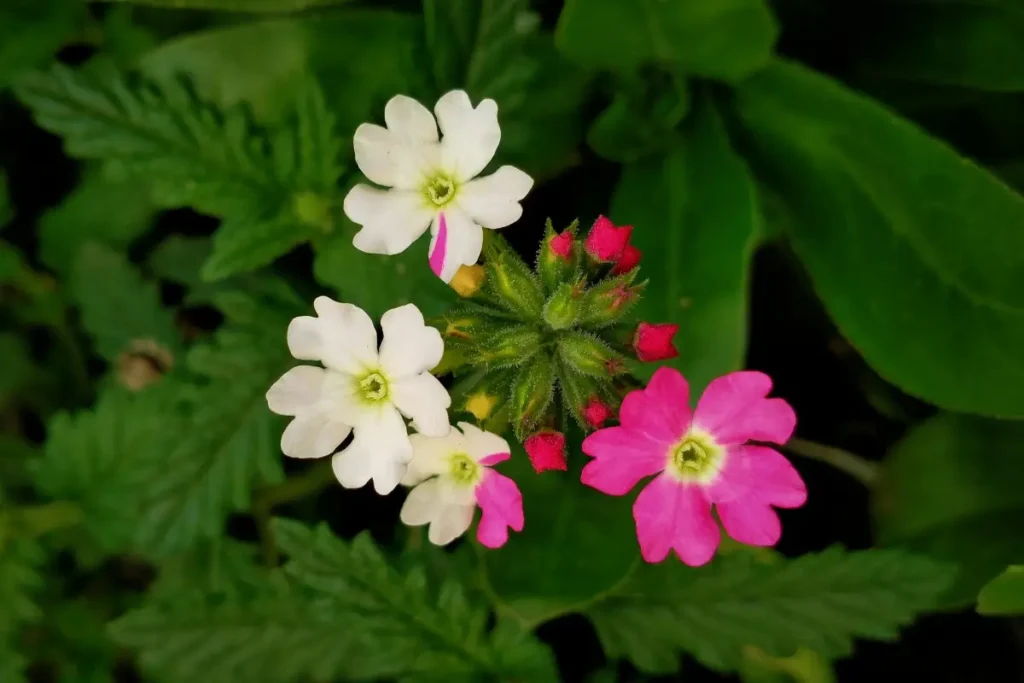 Verbena branca com rosa