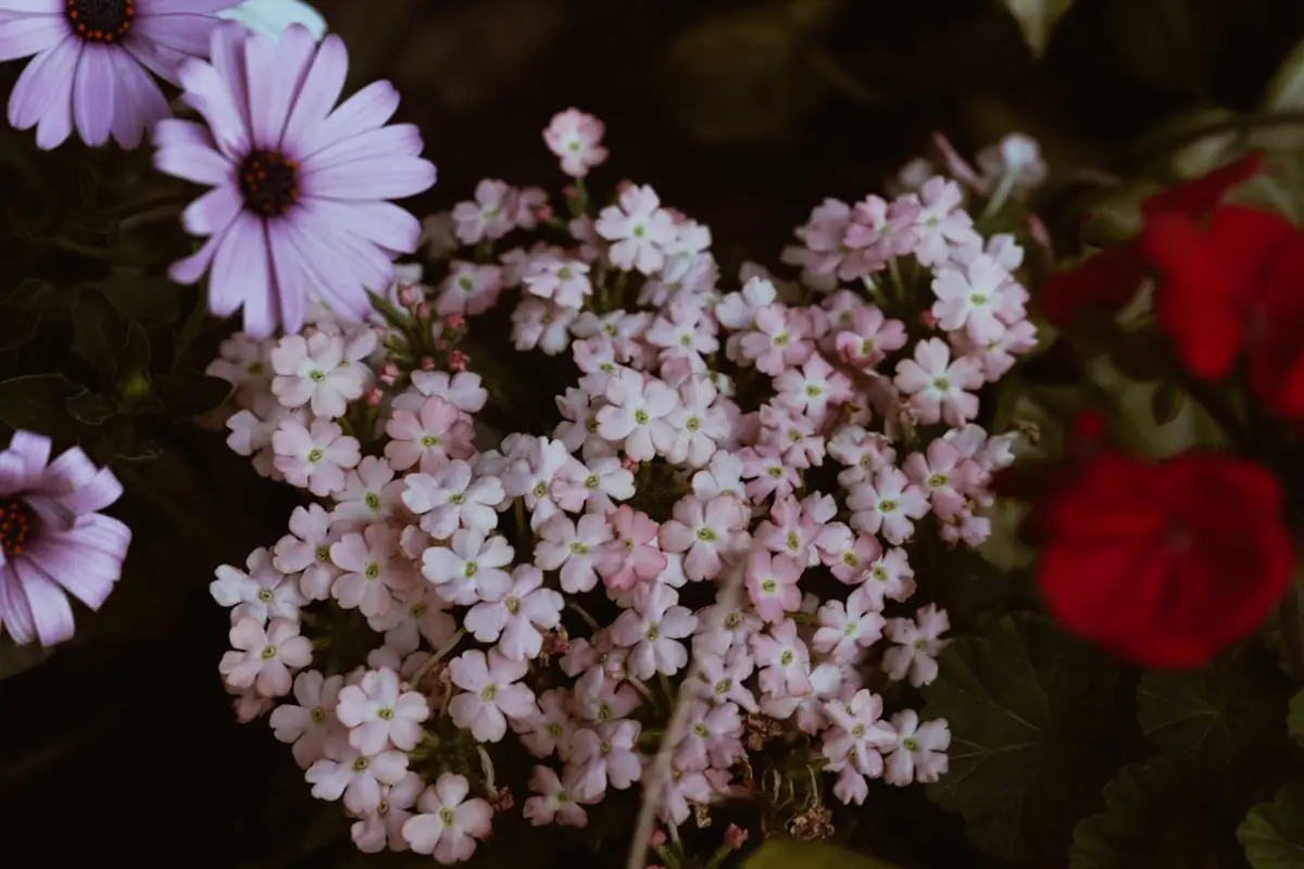 Verbena branca e rosa