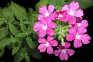 Verbena rosa zoom