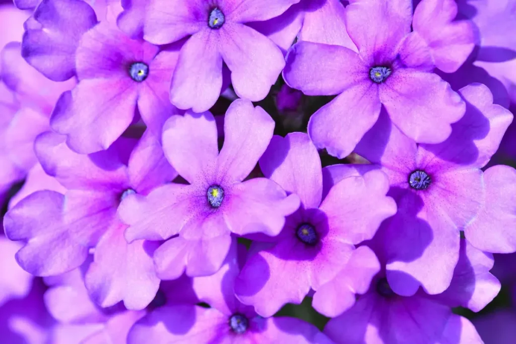 Verbena roxa