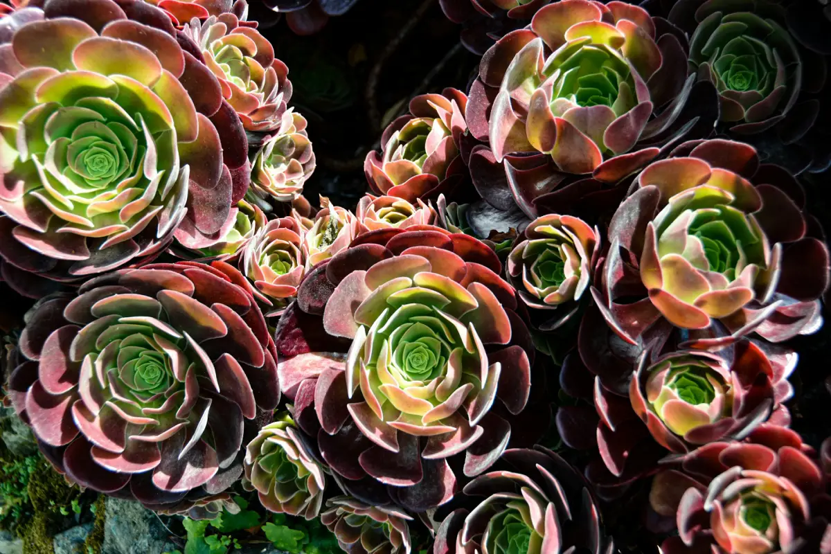 aglomerado de Aeonium Arboreum