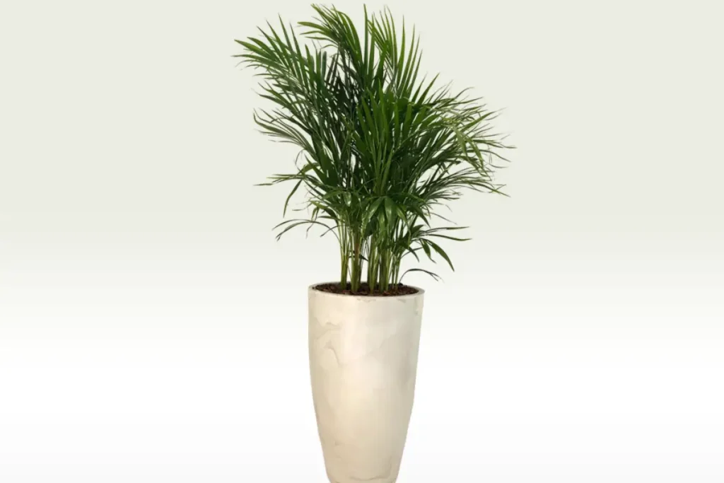 areca bambu em vaso branco