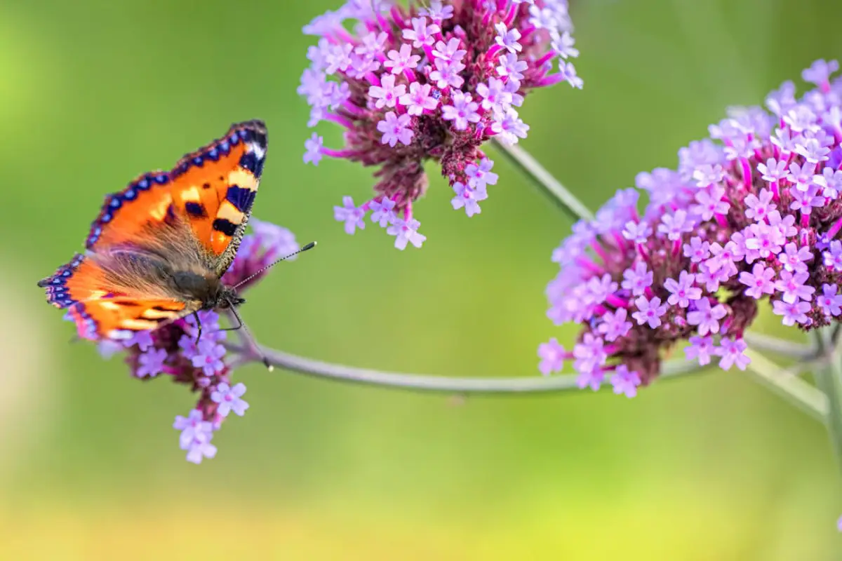 borboleta polinizando