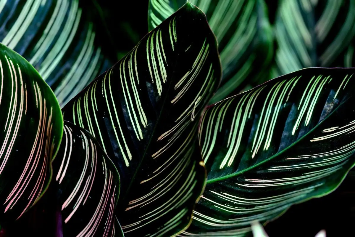 calathea orbifolia com tons de rosa