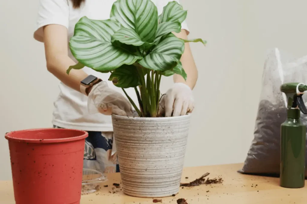 calathea orbifolia como cuidar