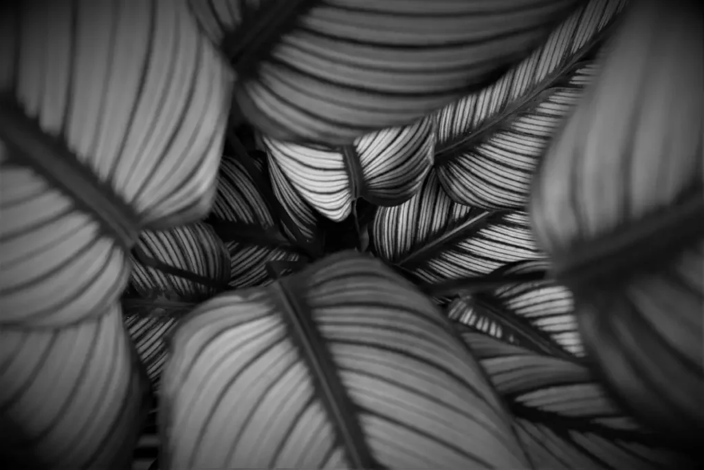 calathea orbifolia em preto e branco