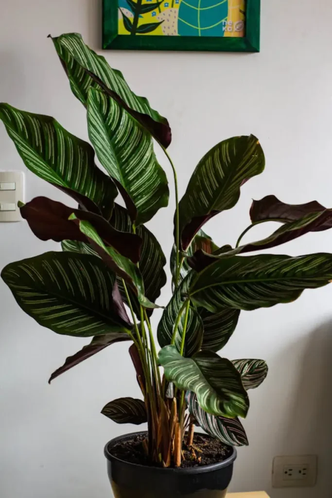 calathea orbifolia em vaso dentro de casa