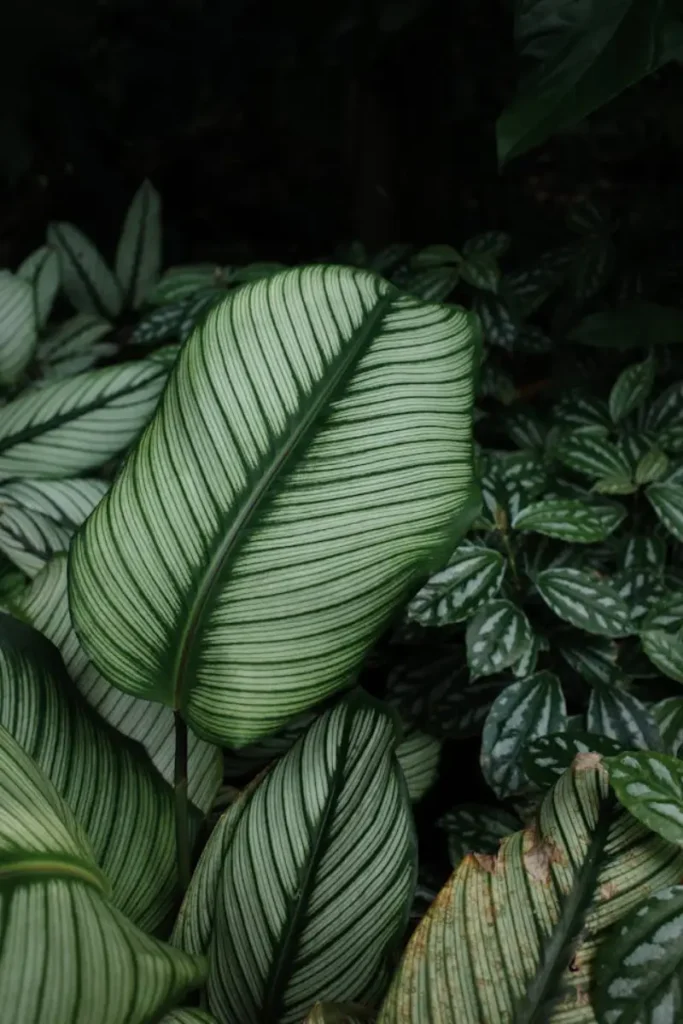 calathea orbifolia grande no jardim