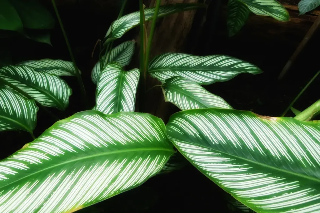 calathea orbifolia no jardim