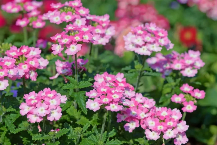 cultivar verbena direto no solo