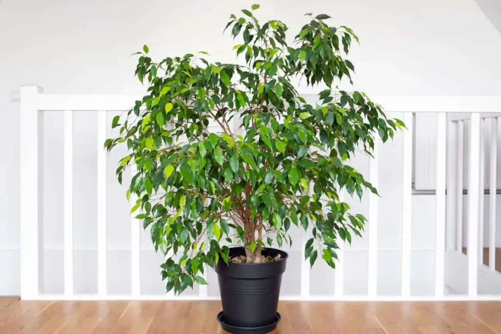 ficus benjamina em vaso preto dentro de casa